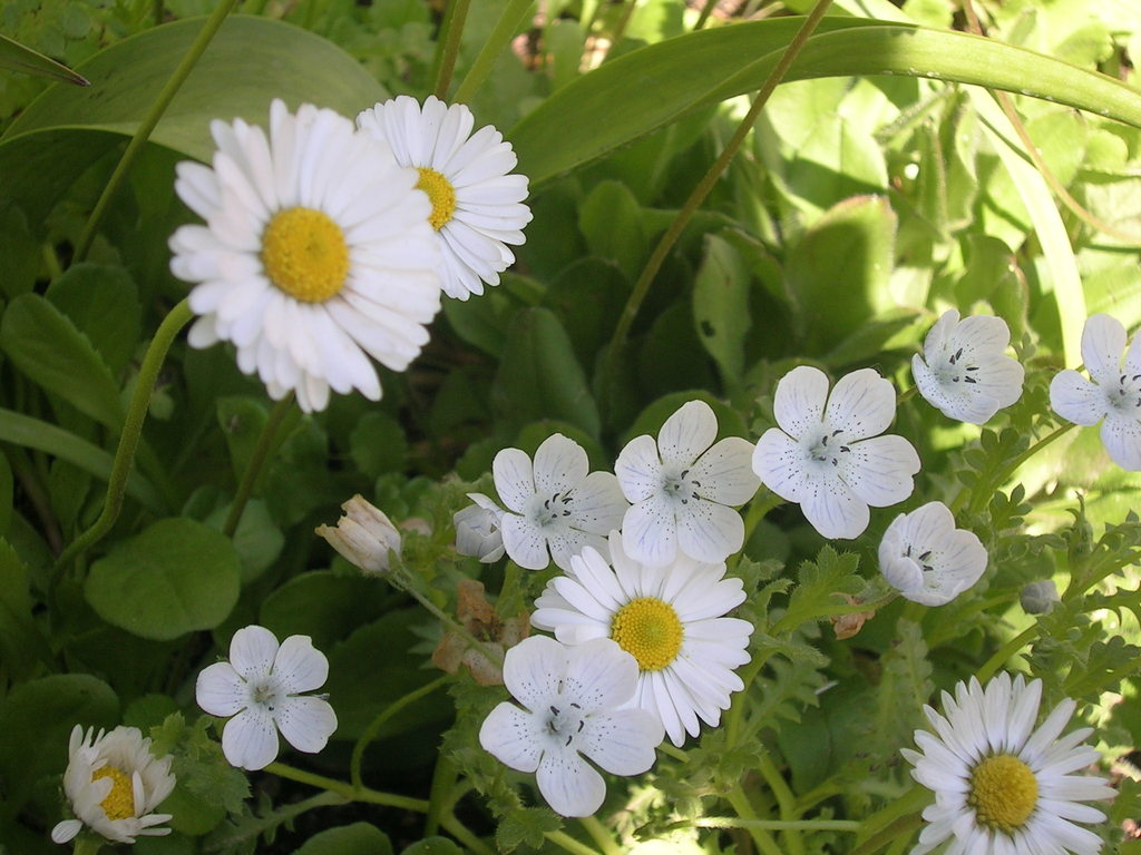 5-3 Bellis perennis + Nemophila 'Snowstorm' (2) - 