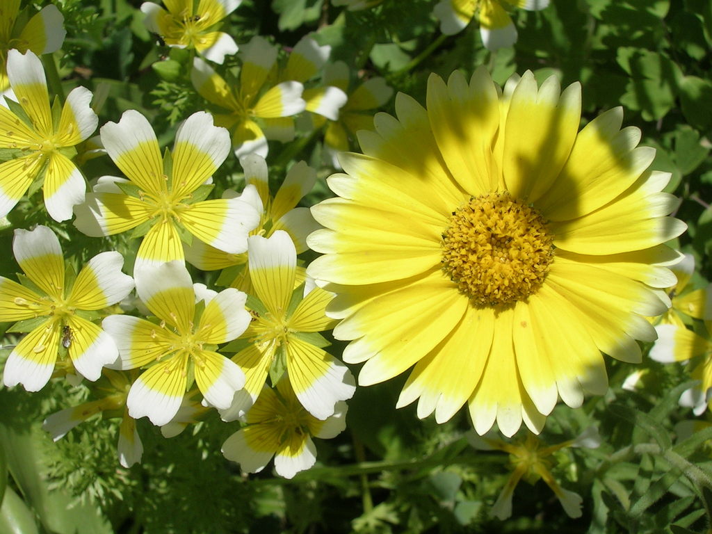 5-3 Limnanthes douglasii + Layia elegans - 