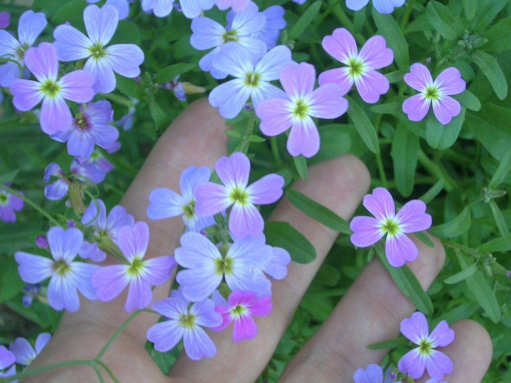 5-3 Malcolmia maritima - 