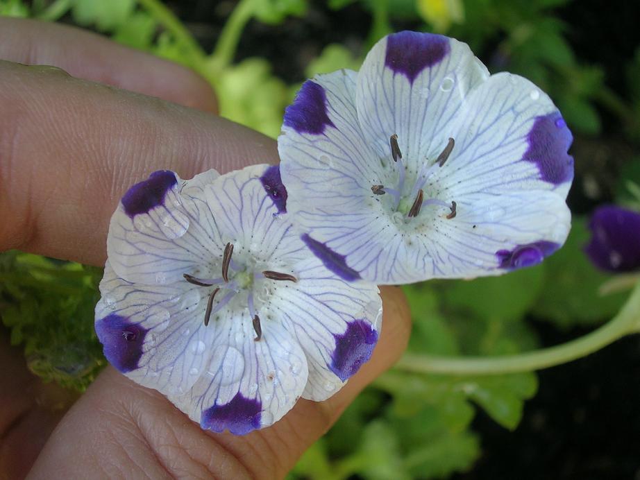 5-5 Nemophila maculata - 