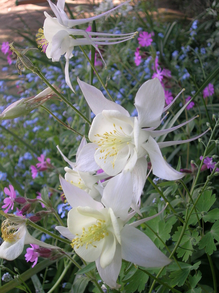 5-6 Aquilegia caerulea 'Kristal' (6) - 
