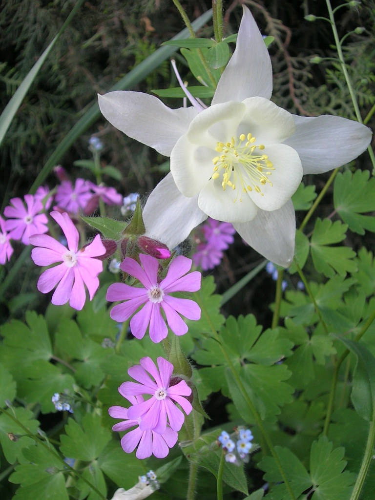 5-6 Aquilegia 'Kristal' + Silene dioica (4) - 