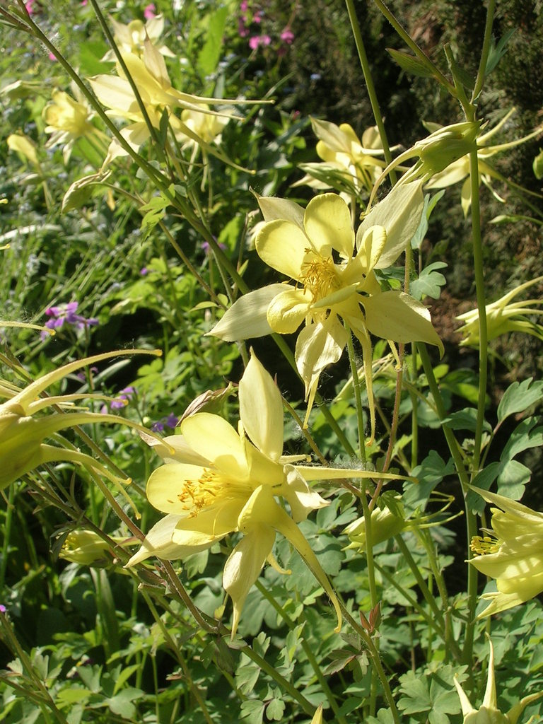 5-6 Aquilegia chrysantha (2) - 