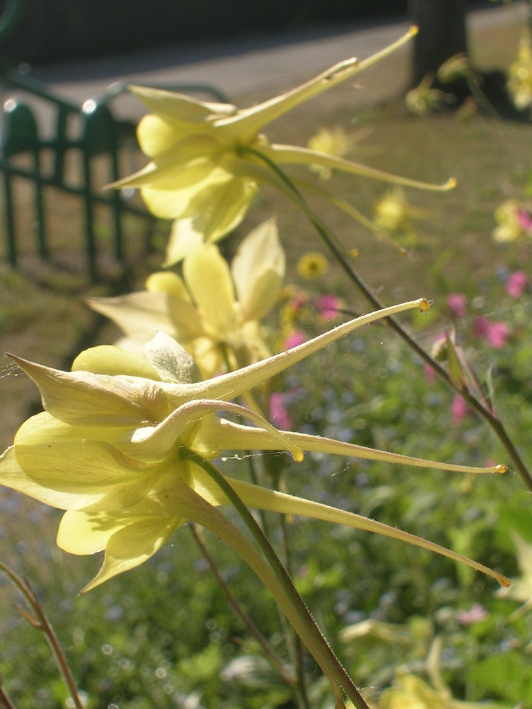 5-6 Aquilegia chrysantha (3) - 