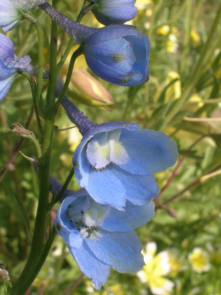 5-6 Delphinium x belladonna 'Cliveden Beauty' (4) - 