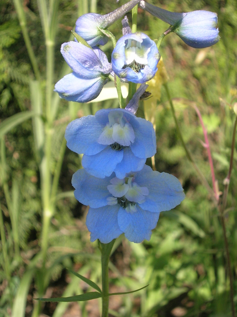 5-6 Delphinium x belladonna 'Cliveden Beauty' - 