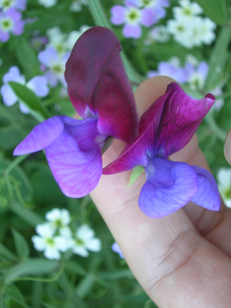 5-3 Lathyrus odoratus 'Cupani' - 