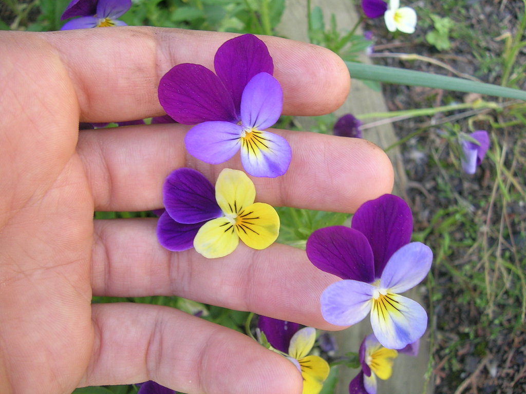 5-7 Viola tricolor (1) - 