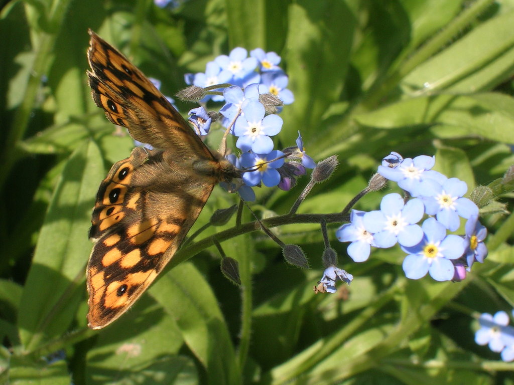 5-4 Myosotis sylvatica - 