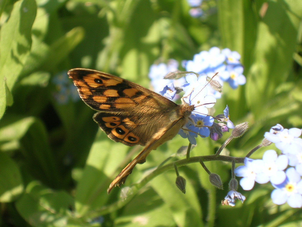 5-4 Myosotis sylvatica (1) - 