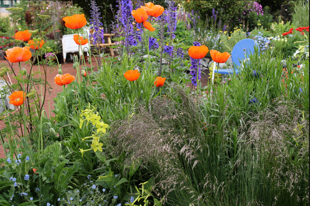 Papaver Delphinium - 