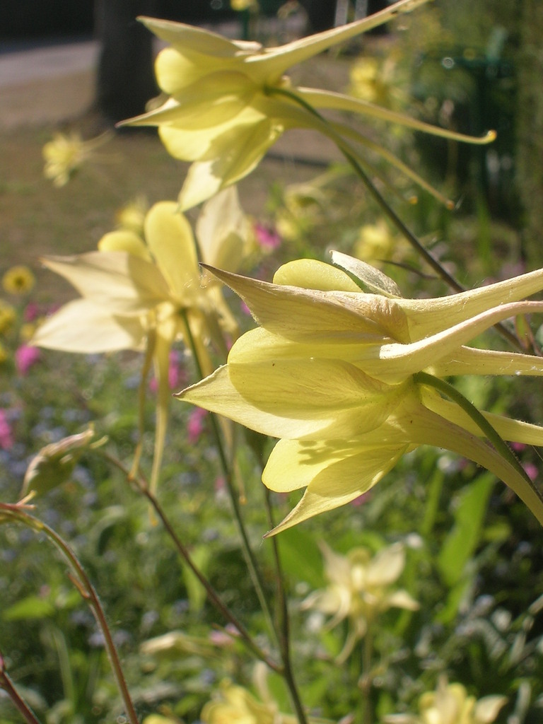 5-6 Aquilegia chrysantha (4) - 