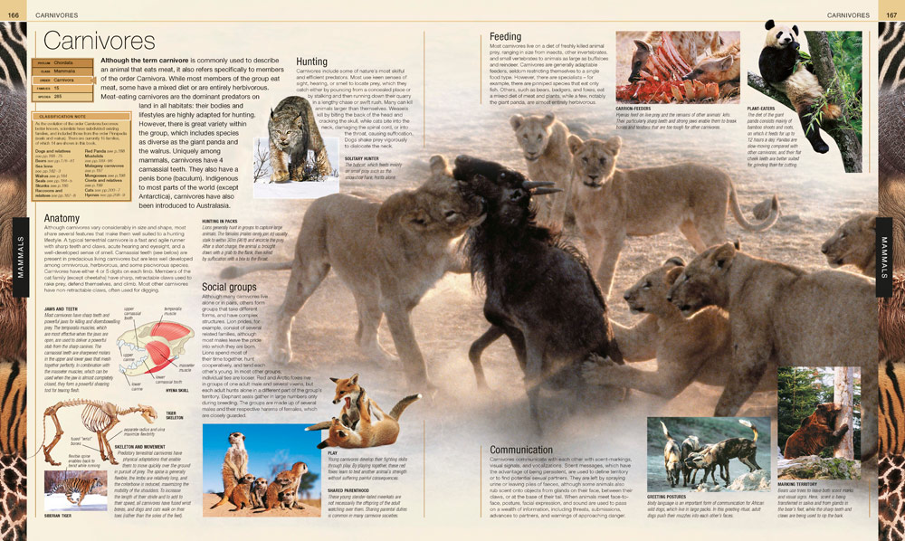 животные. красная книга. животные красной книги кемеровской области описание и фото. обложка красной книги россии. большая красная книга скалдина.