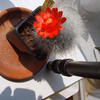 Mammillaria senilis bloem 009 - cactus