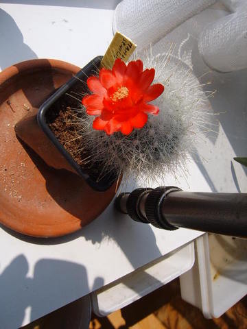 Mammillaria senilis bloem 009 cactus