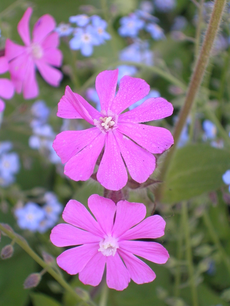 5-3 Silene dioica (3) - 