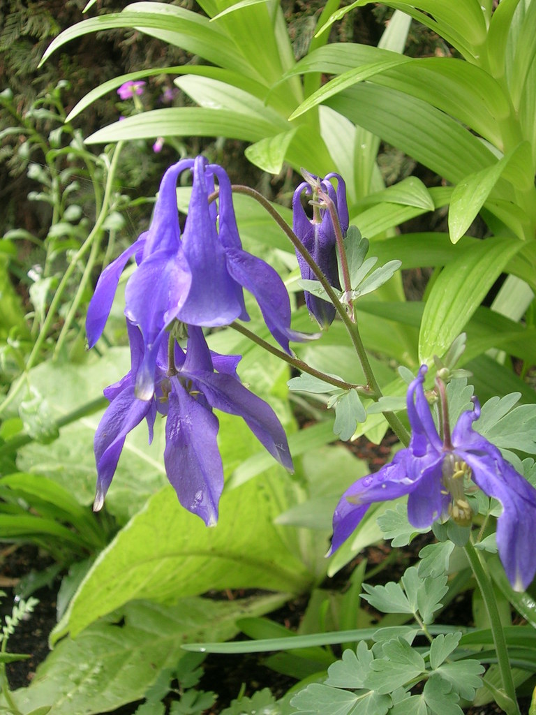 Aquilegia alpina - 
