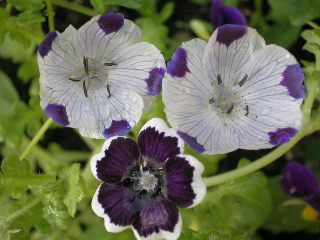 5-5 Nemophila maculata + N - 