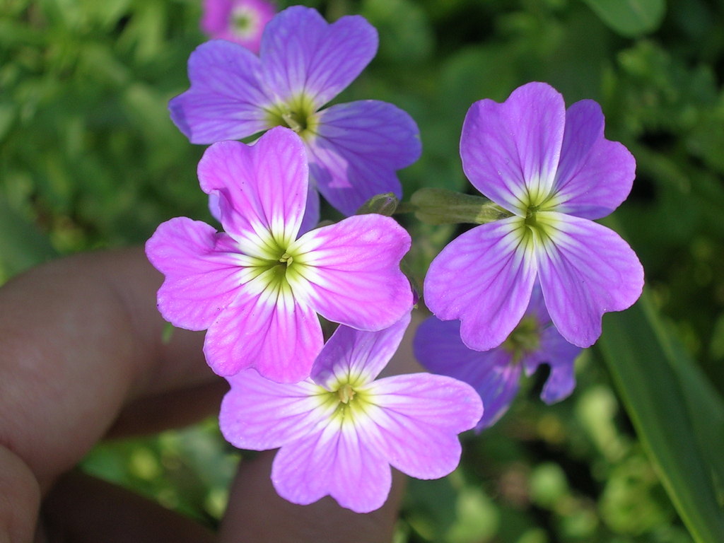 5-4 Malcolmia maritima (2) - 