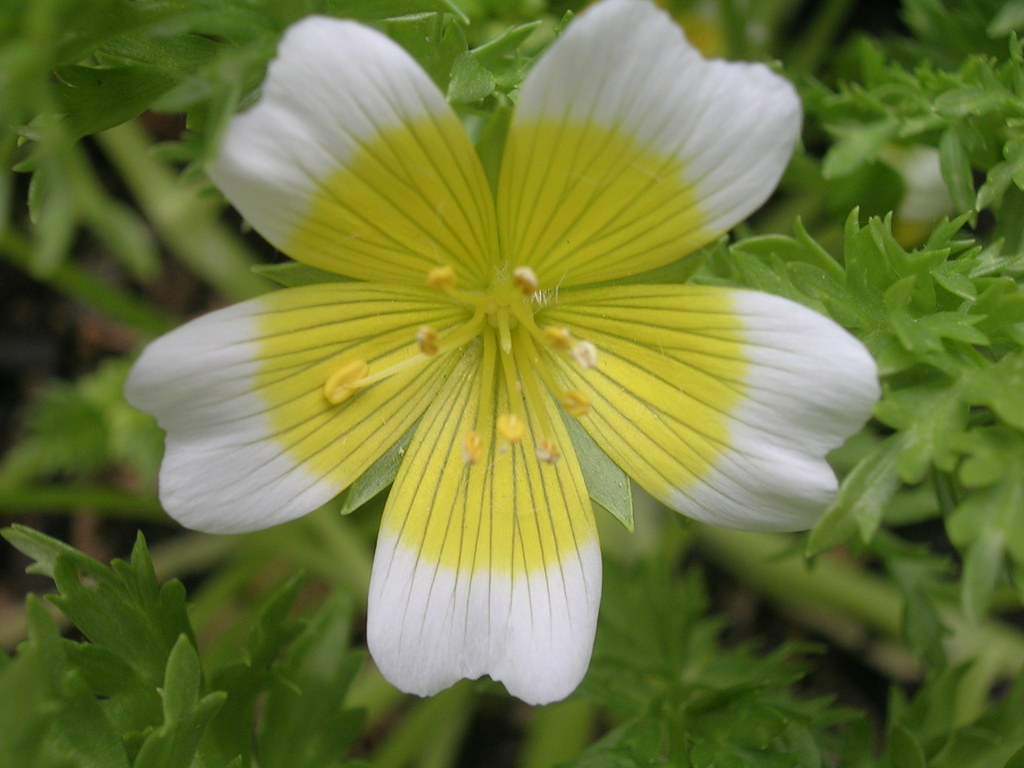4-19 Limnanthes douglasii - 