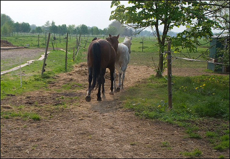 2 uitloopstal