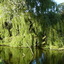 P1010277 - Vondelpark