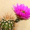 P1060788 - Cactus