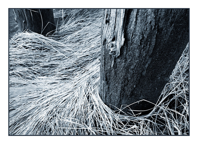 Post in the Grass -Cyan Black & White and Sepia