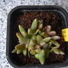 Pleiospilos dekenahii 006 - cactus