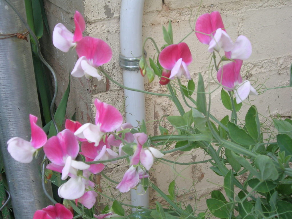 4-16 Lathyrus odoratus 'Painted Lady' - 
