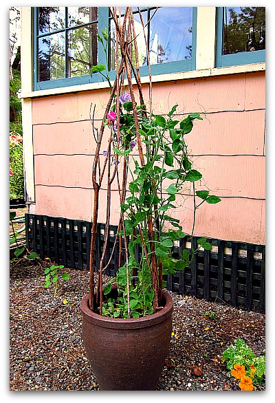 Sweetpeas-in-a-pot-trellised - 