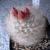 Neoporteria gerocephala - cactus