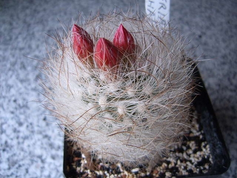 Neoporteria gerocephala cactus