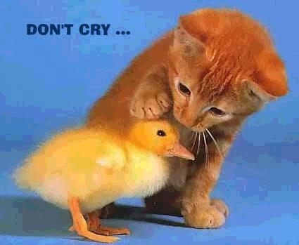 Don-t-cry-animals-2967816-425-349 - 