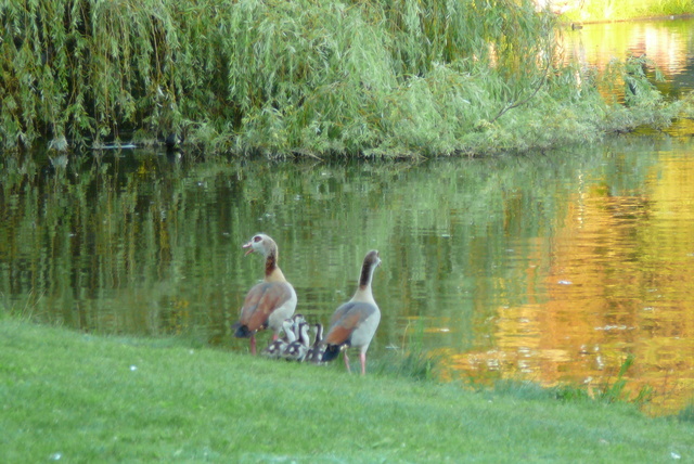 P1010478 Vondelpark