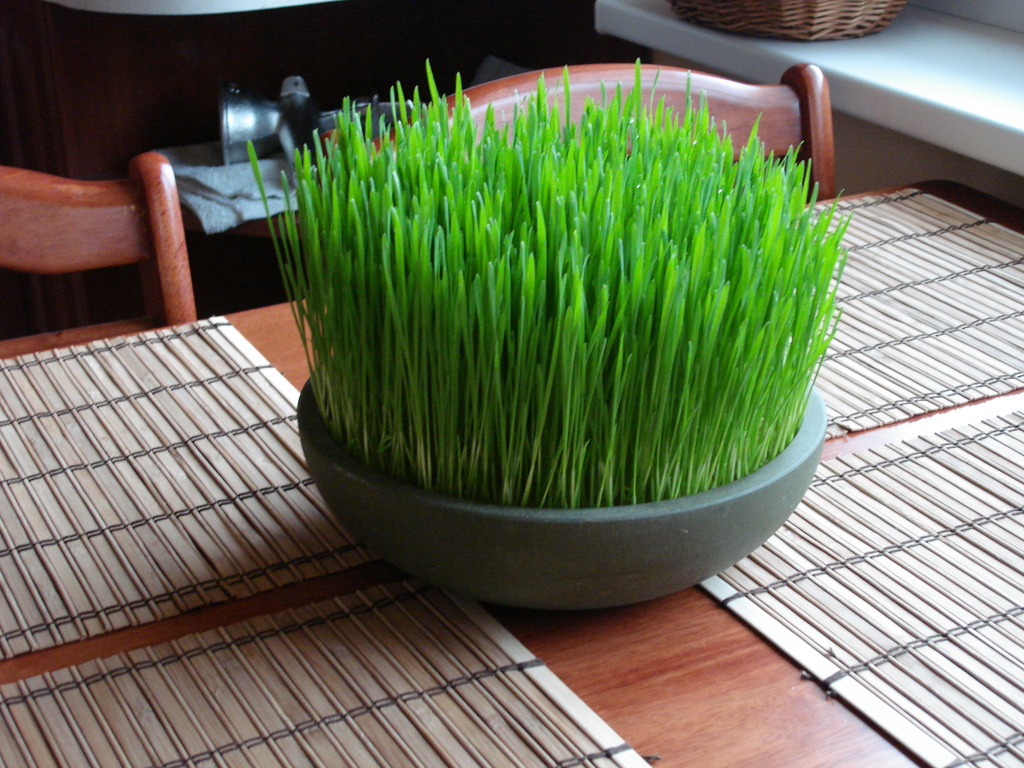 wheatgrass - 