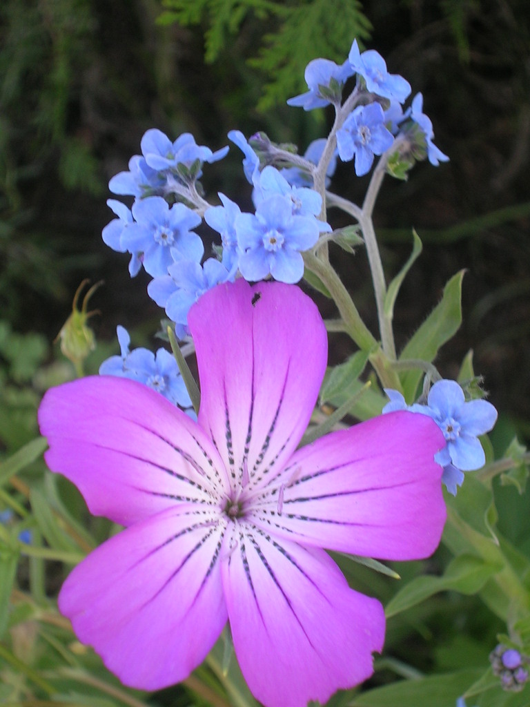 5-23 Agrostemma githago + Cynoglossum amabile - 