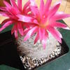 neoporteria gerocephala blo... - cactus