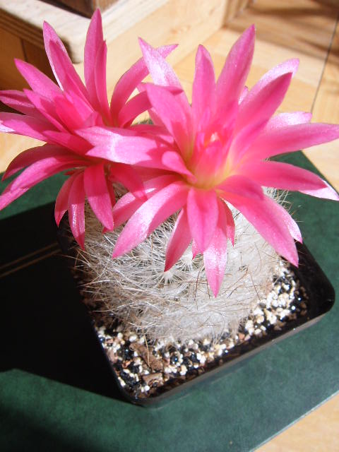 neoporteria gerocephala bloem2 018 cactus