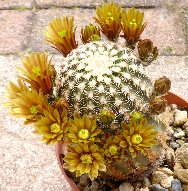 P1060884 Cactus