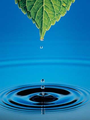 leaf&water - 
