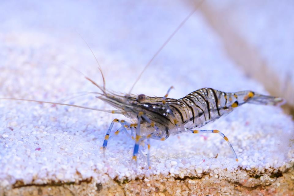 487915 10151250559397816 1082475559 n - 