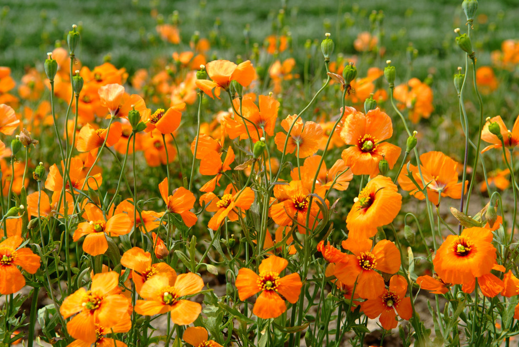 Stylomecon heterophylla 'Copper Queen' - 