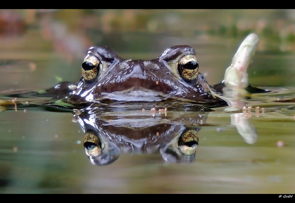 BD-heikikkerrand-1 - 