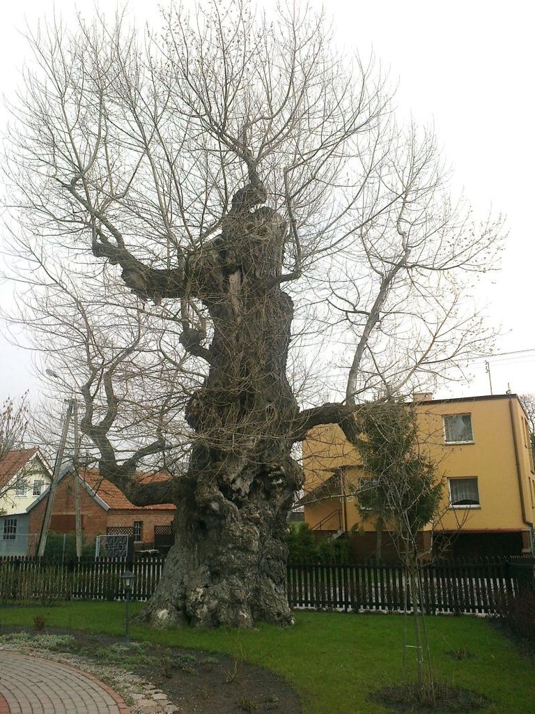 Drzewo - 