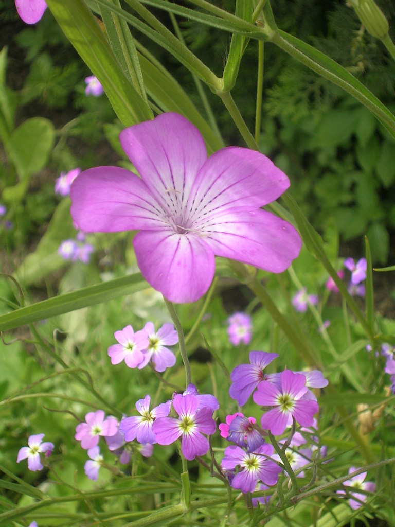 Agrostemma - 