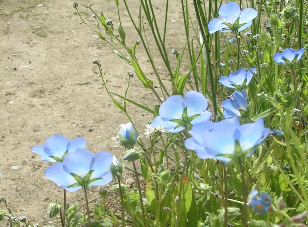 6-1 Nemophila menziesii - 