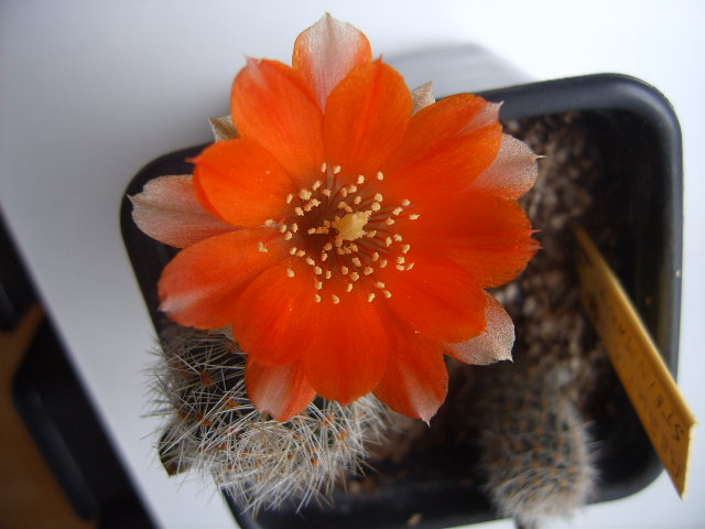 Rebutia steinmanii v. christinae 005 cactus