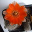 Rebutia steinmanii v. chris... - cactus