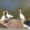 P1310751 - de vogels van amsterdam